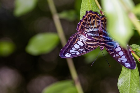 PAPILLON-28.jpg